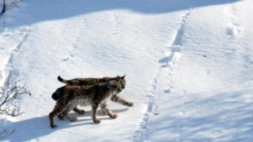 İlk defa bu kadar yakına indiler - Resim: 4