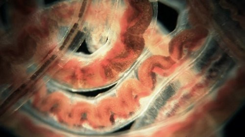 Bir damla suyun içindekiler - Resim: 2