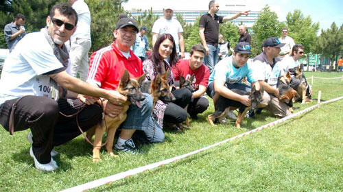 Başkentte Alman çoban köpekleri yarıştı - Resim: 3