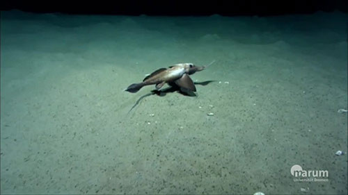 En ilginç hayvanlar - Resim: 2