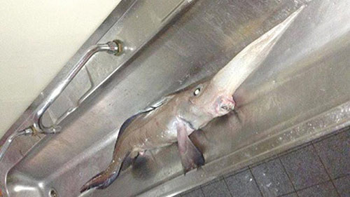 En ilginç hayvanlar - Resim: 3