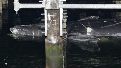 Dev balina kıyıya vurdu - Resim: 4