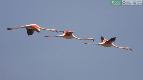 Mogan Gölü'nün güzelleri - Resim: 1