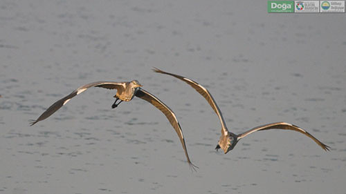 Mogan Gölü'nün güzelleri - Resim: 2