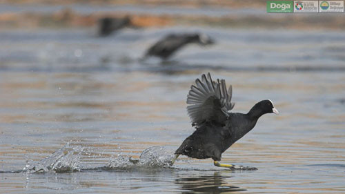 Mogan Gölü'nün güzelleri - Resim: 3