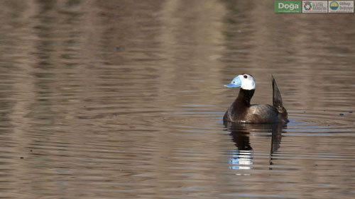 Mogan Gölü'nün güzelleri - Resim: 4