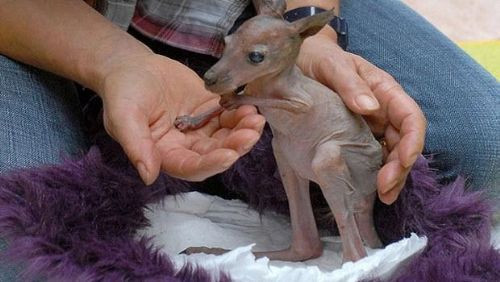 Bu hallerine şaşıracaksınız  - Resim: 1