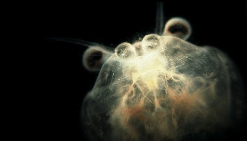 Bir damla suyun içindekiler - Resim: 1