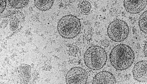 Komlo teorileri - Resim: 3