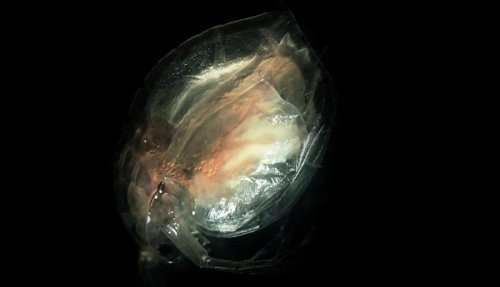 Bir damla suyun içindekiler - Resim: 4