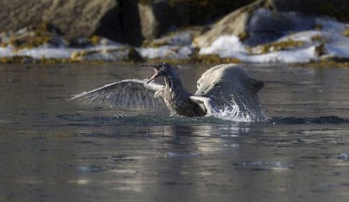 Kutup ayısı baltayı taşa vurdu - Resim: 1