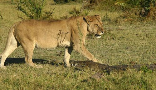 Aslan sürüsünün timsah avı! - Resim: 1