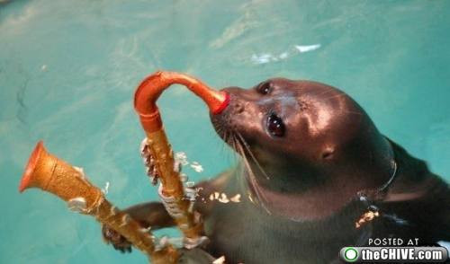 Fokları hiç böyle görmediniz! - Resim: 1