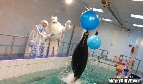 Fokları hiç böyle görmediniz! - Resim: 4