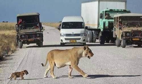 Safari araçlarının arasına dalan aslan - Resim: 1