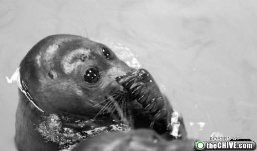 Fokları hiç böyle görmediniz! - Resim: 2