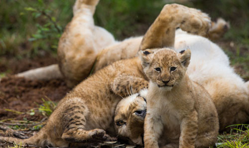 Dişi aslanın nehirle imtihanı - Resim: 2