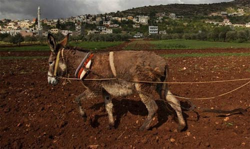 Dünyanın en saçma sapan evlilikleri - Resim: 2