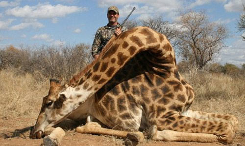 10.000 sterline zürafa avı! - Resim: 1