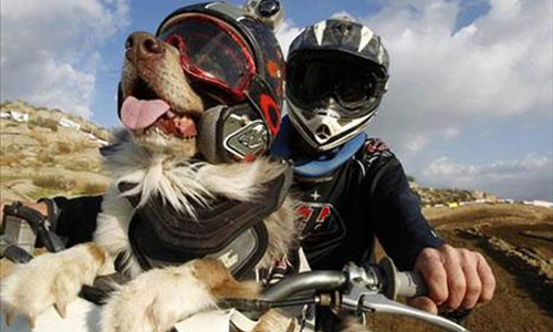 Bu hayvanlar çok farklı! - Resim: 1