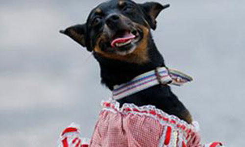 Bu hayvanlar çok farklı! - Resim: 2