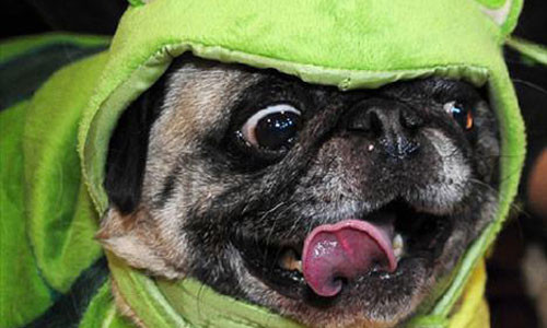 Bu hayvanlar çok farklı! - Resim: 3