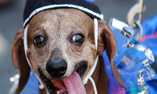 Bu hayvanlar çok farklı! - Resim: 4