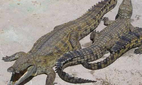 Hayvanlar ve bilinmeyen yönleri - Resim: 2