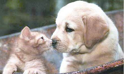 Hayvanlar ve bilinmeyen yönleri - Resim: 4