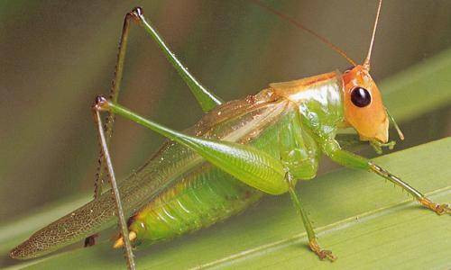 Hayvanlar aleminden bilmediklerimiz - Resim: 3