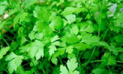 Hangi bitki neye iyi gelir? - Resim: 1