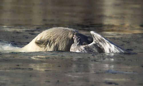 Kutup ayısı baltayı taşa vurdu - Resim: 2