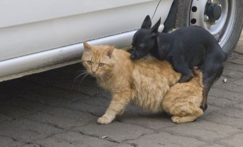 İnternetin en komik 100 fotoğrafı - Resim: 2