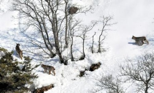 İlk defa bu kadar yakına indiler - Resim: 1