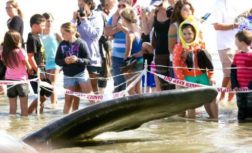45 tonluk dev balina kıyıya vurdu! - Resim: 2