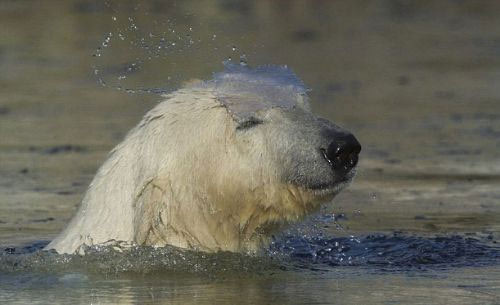 Kutup ayısı baltayı taşa vurdu - Resim: 3