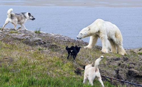 Köpek dev ayıya kafa tuttu - Resim: 3
