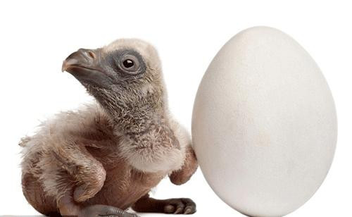 Yumurtadan çıkmış, kabuğunu beğenmiş - Resim: 3