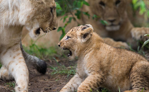 Dişi aslanın nehirle imtihanı - Resim: 3