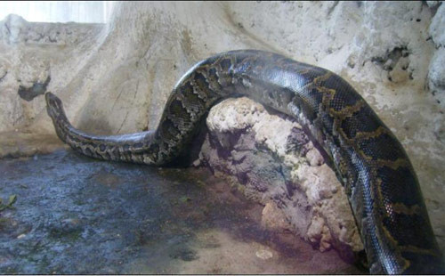 Piton fareyi 132 saatte öğüttü - Resim: 1