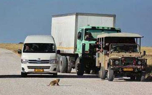 Safari araçlarının arasına dalan aslan - Resim: 3