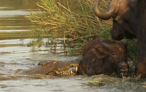 Vahşi yaşamdan akılalmaz kareler! - Resim: 2