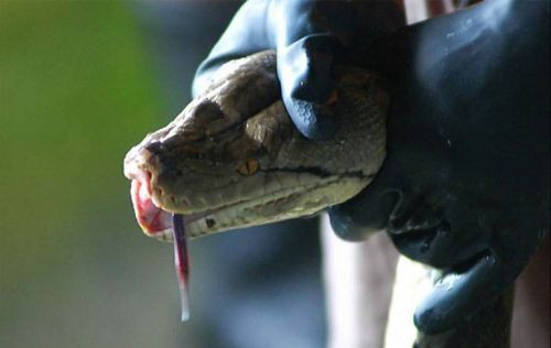 Şık derilerin vahşi hikayesi - Resim: 1