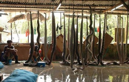 Şık derilerin vahşi hikayesi - Resim: 2