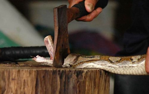 Şık derilerin vahşi hikayesi - Resim: 3