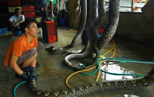 Şık derilerin vahşi hikayesi - Resim: 4