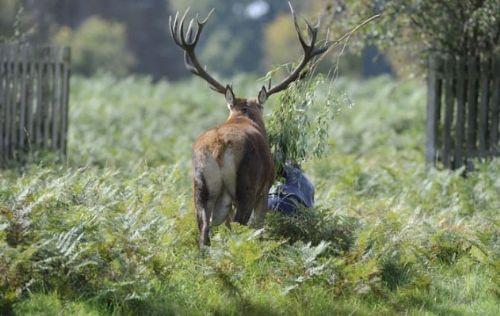 Sonu kötü oldu! - Resim: 3