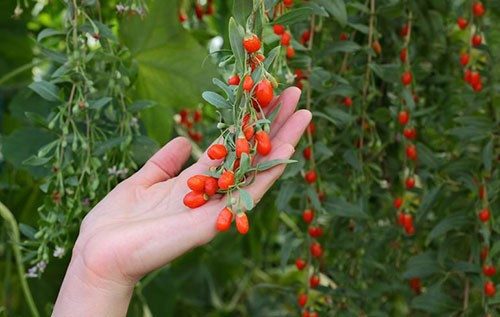 Goji berry'nin 10 muhteşem faydası - Resim: 3