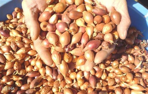 Kendisi küçük faydası büyük! - Resim: 1