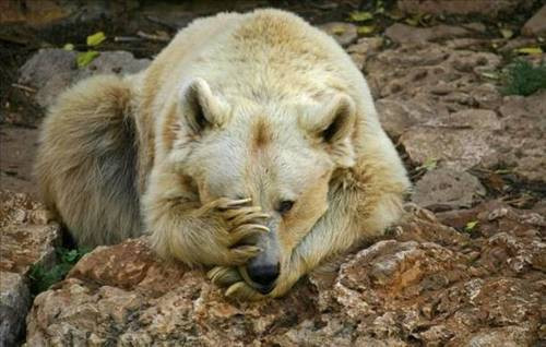 Bu hayvanlara çok güleceksiniz! - Resim: 4